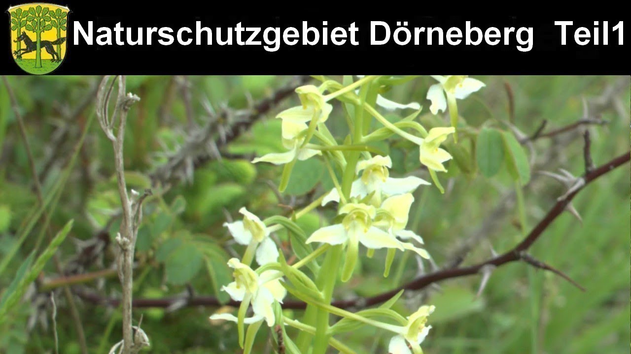 Einheimische Orchideen im Natuerschutzgebiet Dörneberg bei Viesebeck