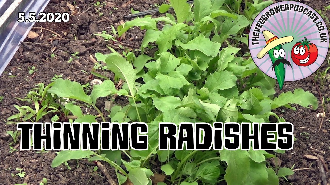 Thinning radishes