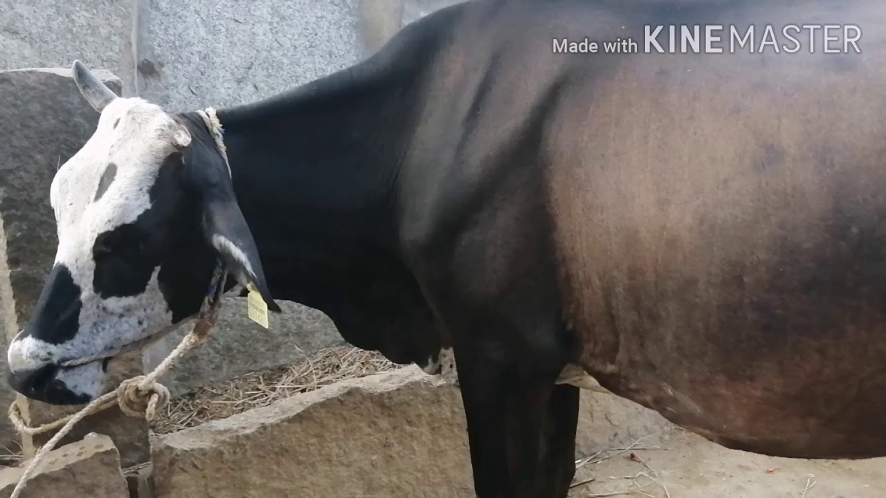 Pregnant HF Cross cow available for sale at Bhai cattle farms
