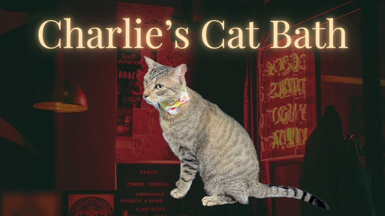 Charlie's Cat Bath by Grooming with Kai - Downtown Santa Monica Pet Groomer