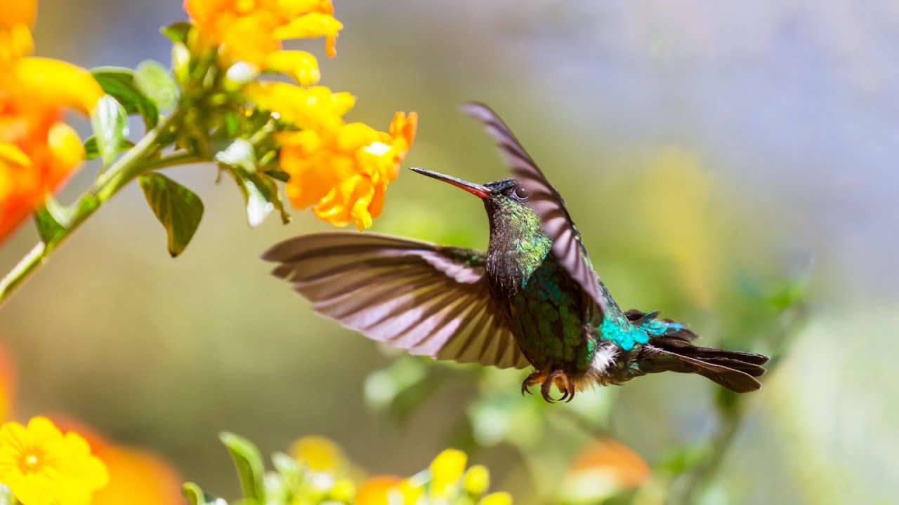 Beautiful Piano Music - Relaxing Music & Bird Sounds, Study Music, Stress Relief, Sleep Music (Rory)