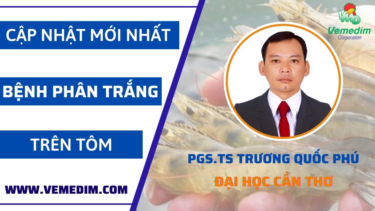 BỆNH PHÂN TRẮNG Ở TÔM & NHỮNG CẬP NHẬT MỚI NHẤT TRÊN THẾ GIỚI | PGS. TRƯƠNG QUỐC PHÚ, ĐH CẦN THƠ