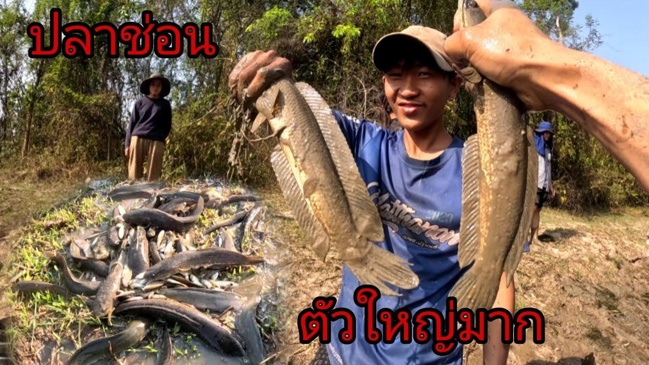 Ep2จับปลาช่อนมีแต่ตัวใหญ่ๆ/ຈັບປາຄໍໃຫ່ຍ