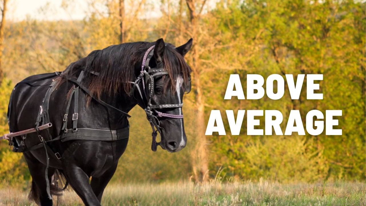 Above Average, Million Dollar Baby...A Once-In-A-Lifetime Horse!
