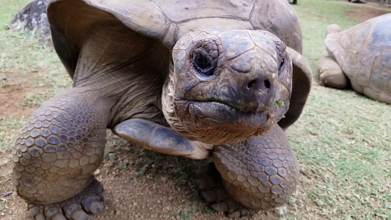 Aldabra Giant Tortoise Loves Being Stroked - Amazing To See! | La Vanille Nature Park Mauritius