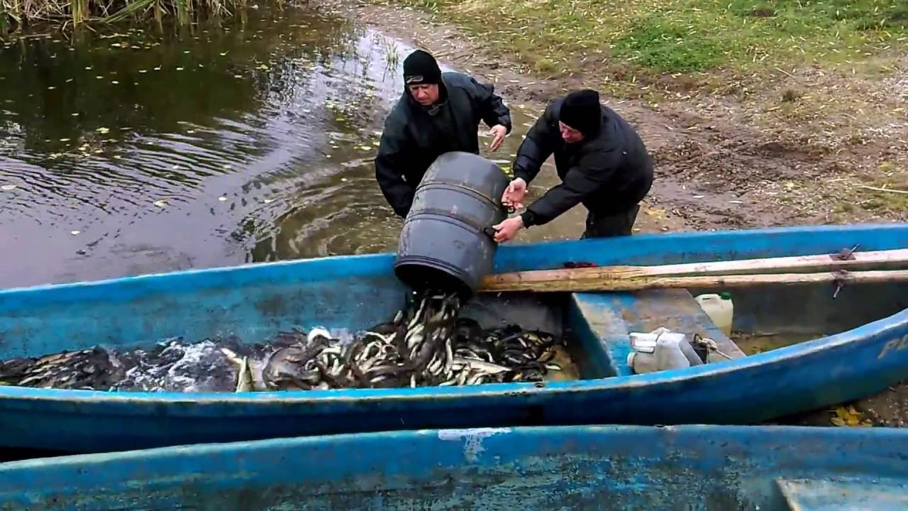 Jezioro Rajgród - zarybianie 28 października 2016.