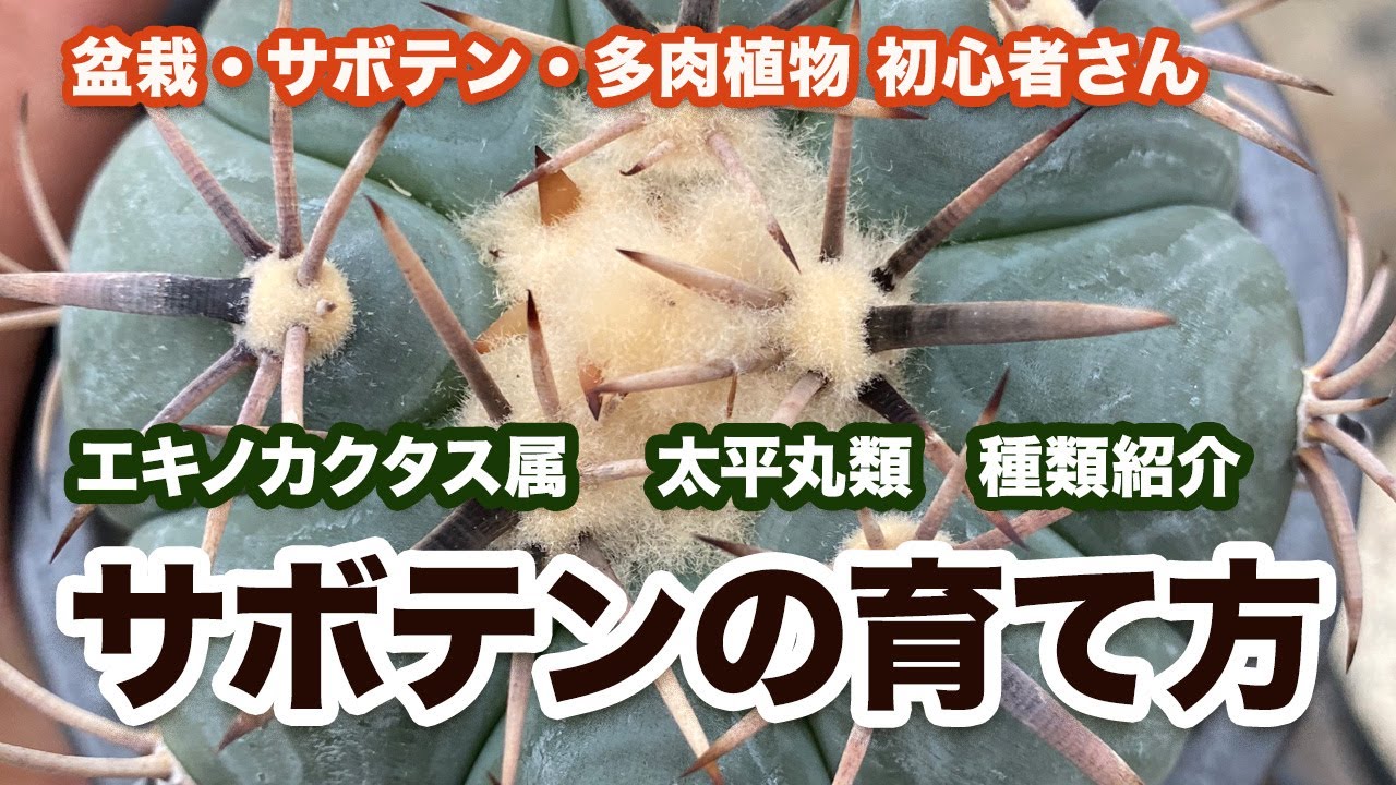 『サボテン』エキノカクタス・太平丸類の育て方