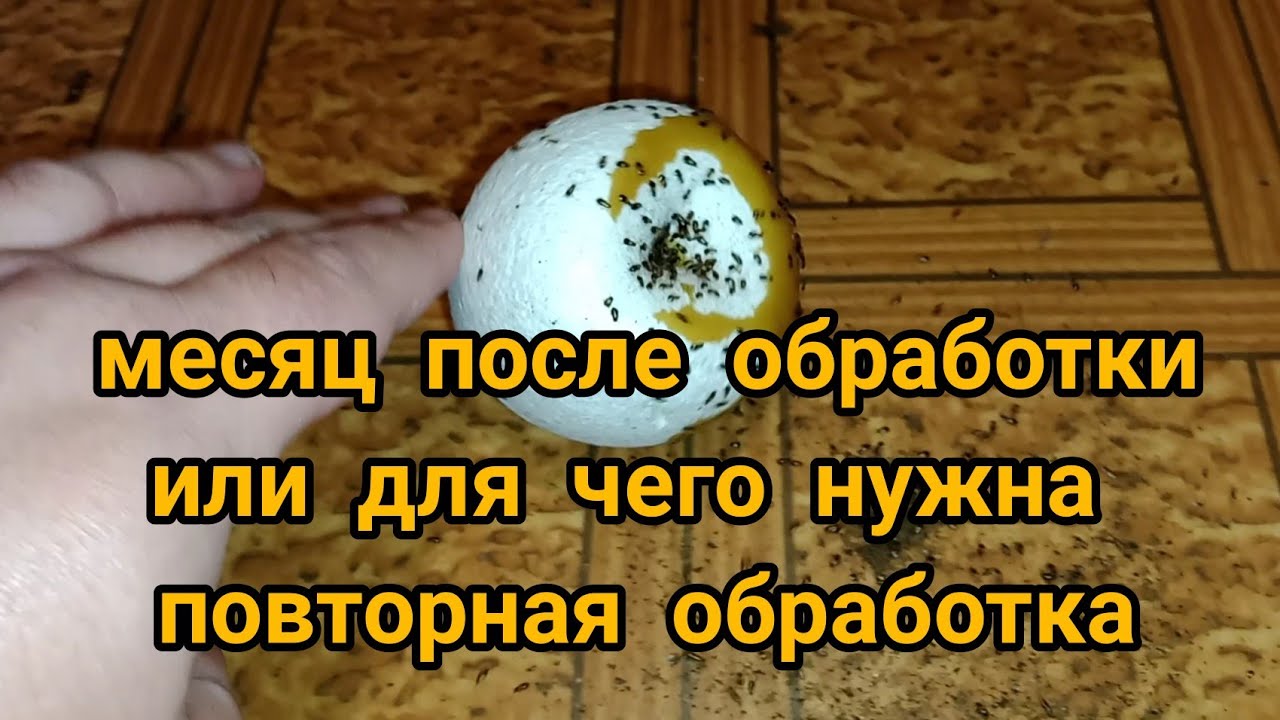 Месяц после обработки. Или для чего нужна повторная обработка.