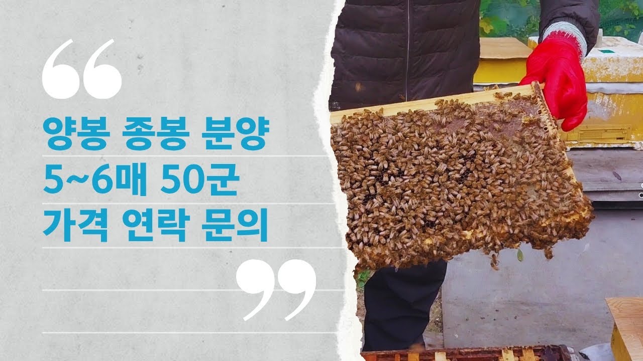 (판매완료)양봉 종봉분양 5~6매 50군 -경북 영천시-