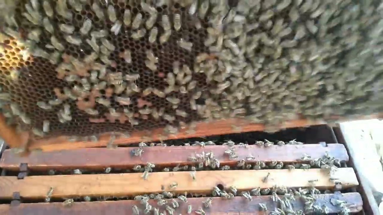 ترتيب الخليه في فصل الخريف وإزالة الذكور للدخول بها لفصل الشتاء