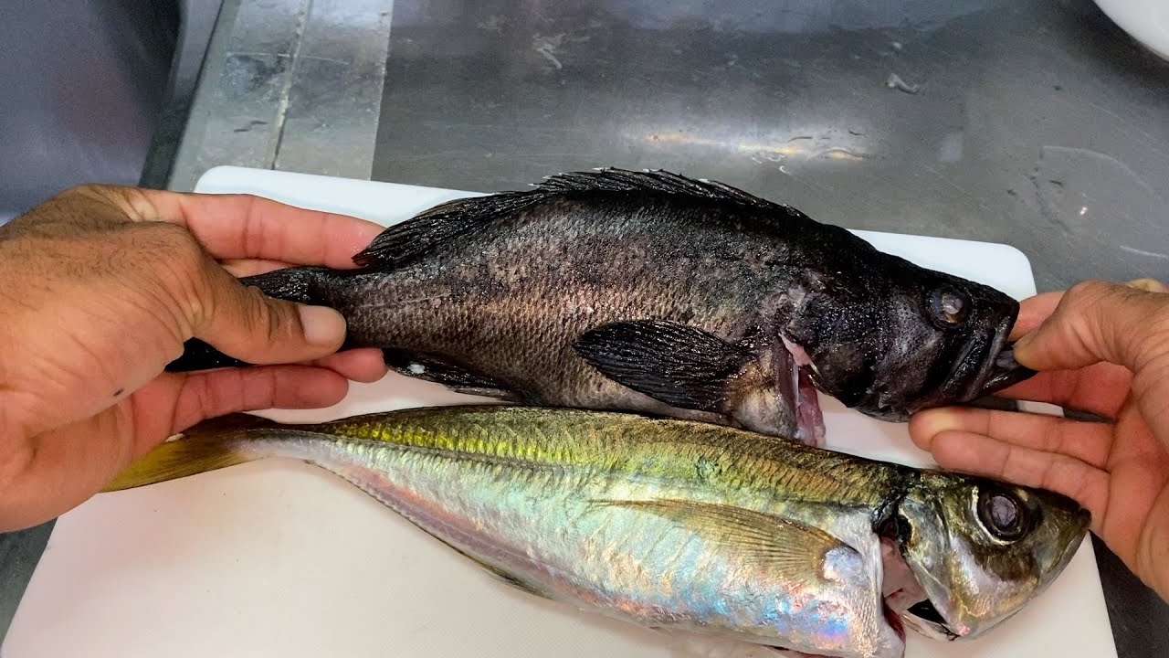 Catch & Cook: Homemade Sashimi with Fresh Ocean Fish. Horse Mackerel and Rockfish!