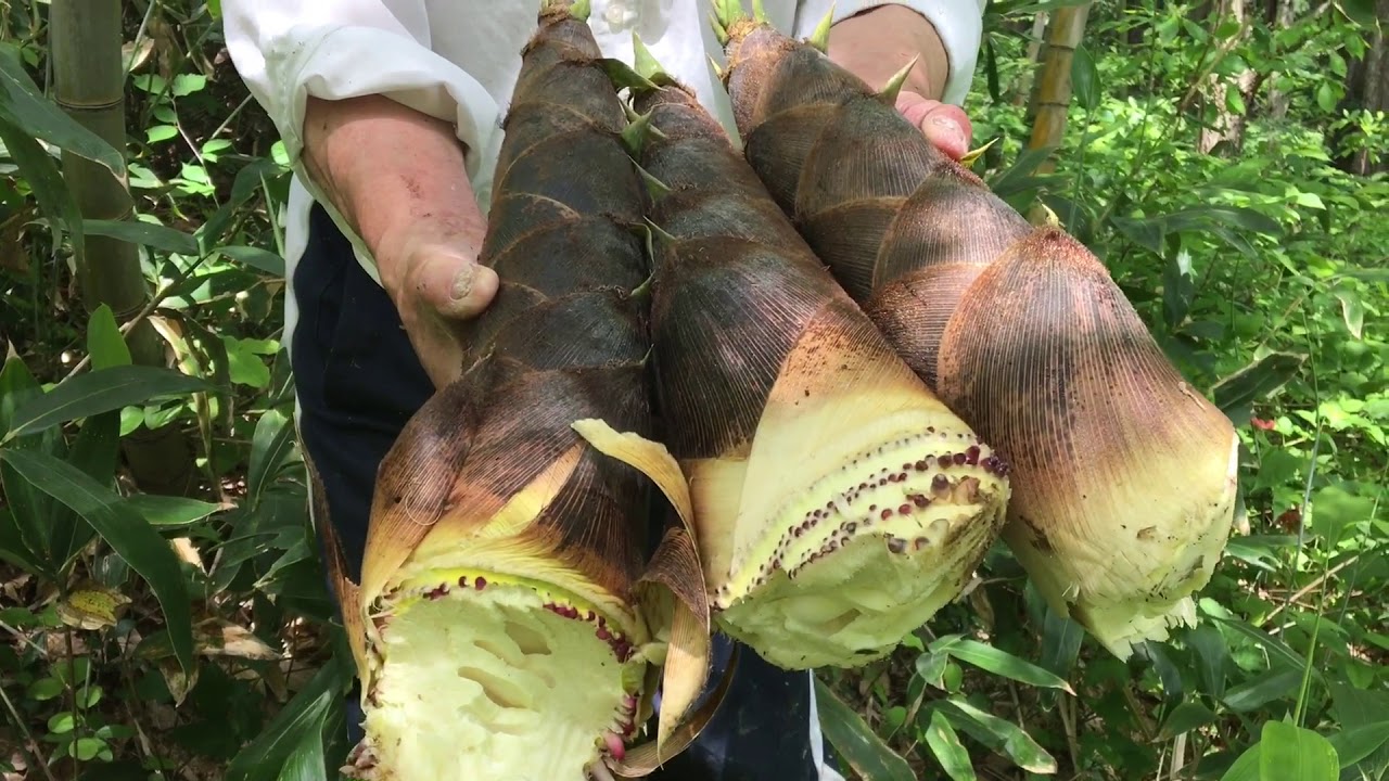หาหน่อไม้หวานญี่ปุ่นปีนี้แยอะมาก Digging up bamboo shoots! #ชนบทญี่ปุ่น