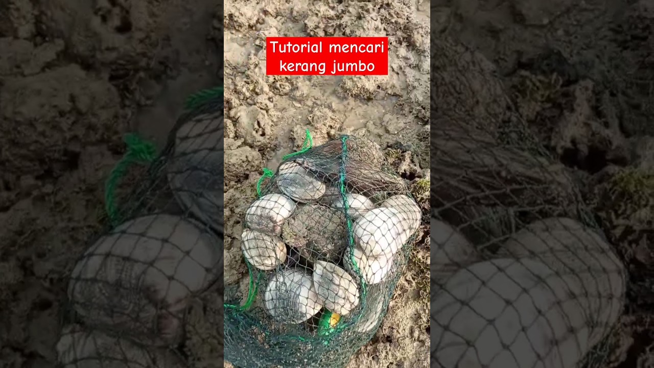 cara mencari mata kerang jumbo #shorts