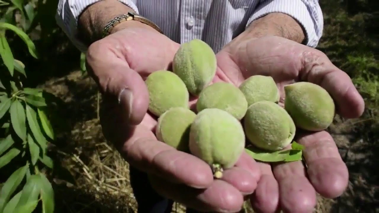 Raleio e poda verde no pessegueiro - AgroFutas & Cia. (29-10-2017)