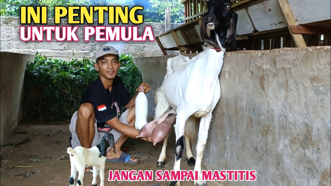 Teknik Memerah Susu Kambing Yang Benar, Pemula Harus Tau!
