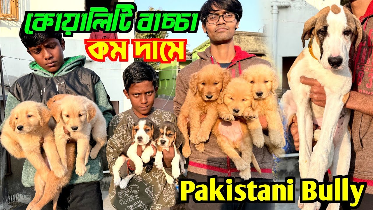 Pakistani Bully 1st Time in Kolkata. Dog Market in Kolkata Price. Kolkata Dog Market.