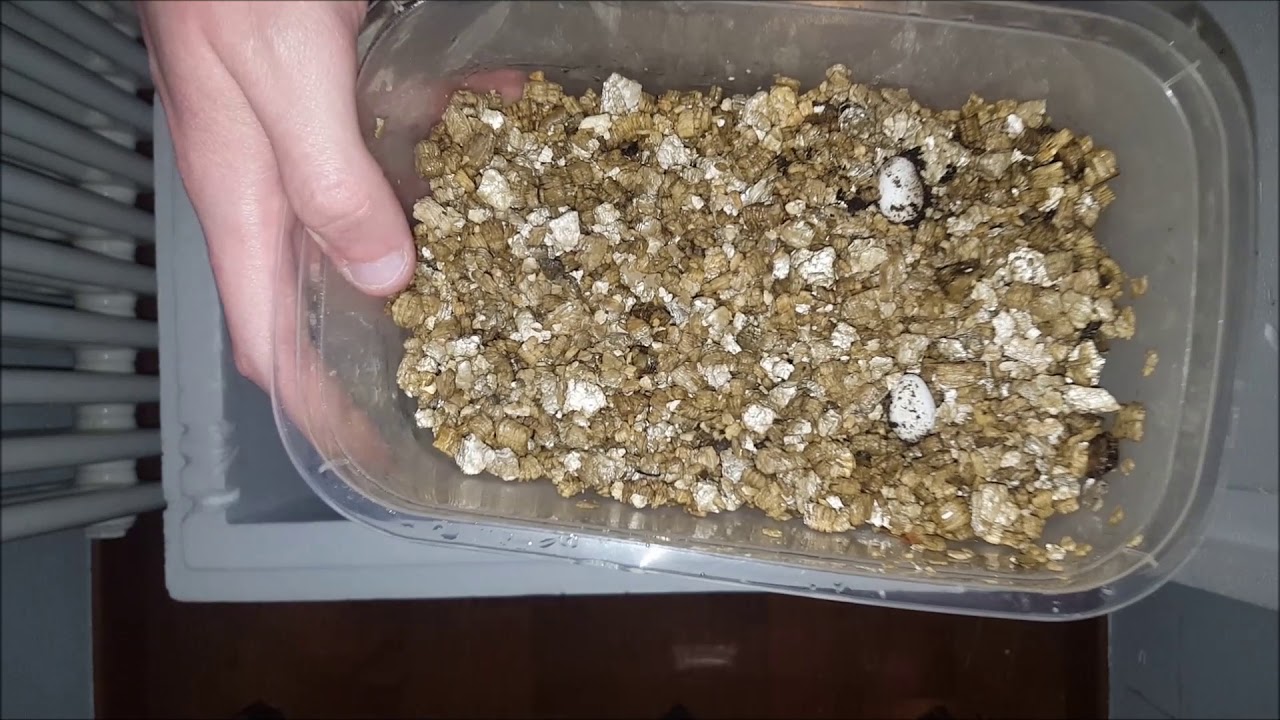 Come costruire un'incubatrice 