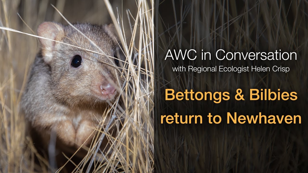 AWC in Conversation with Helen Crisp: Bilbies and Burrowing Bettongs bounce back to Newhaven (S5E3)