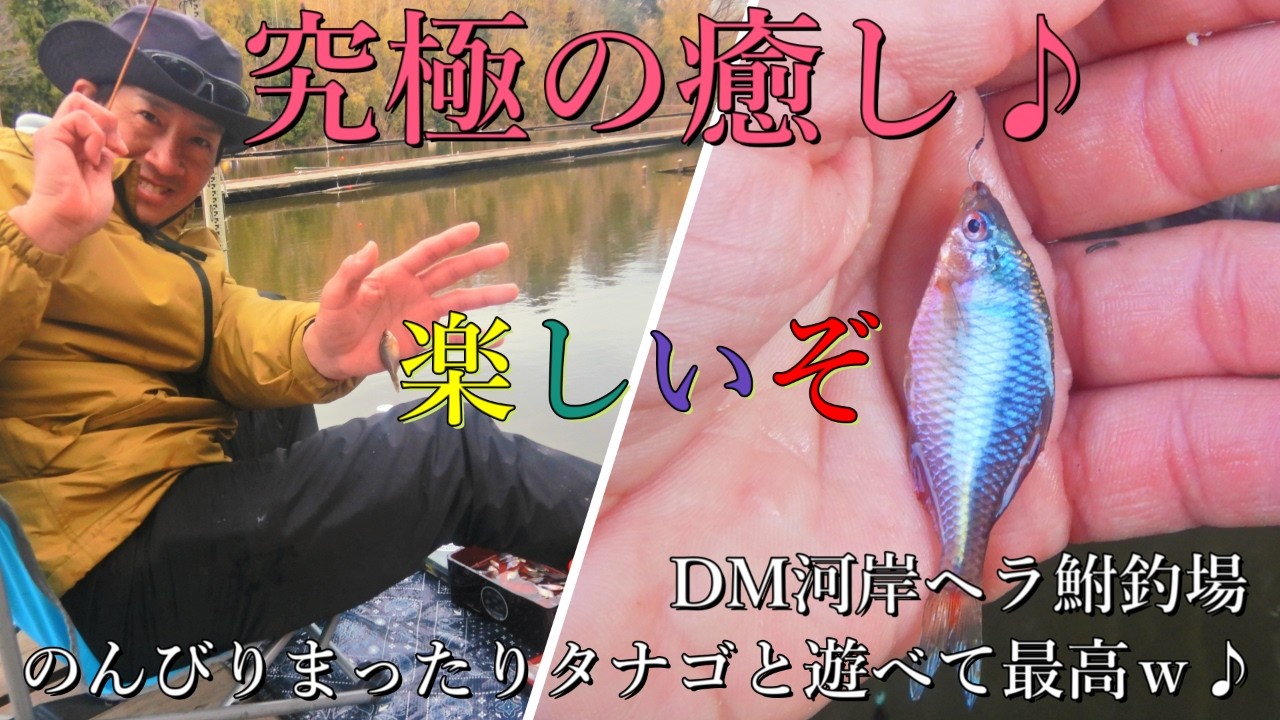 ★DM河岸ヘラ鮒釣場 『究極の癒しのタナゴ釣り』を2日間のんびり満喫♪