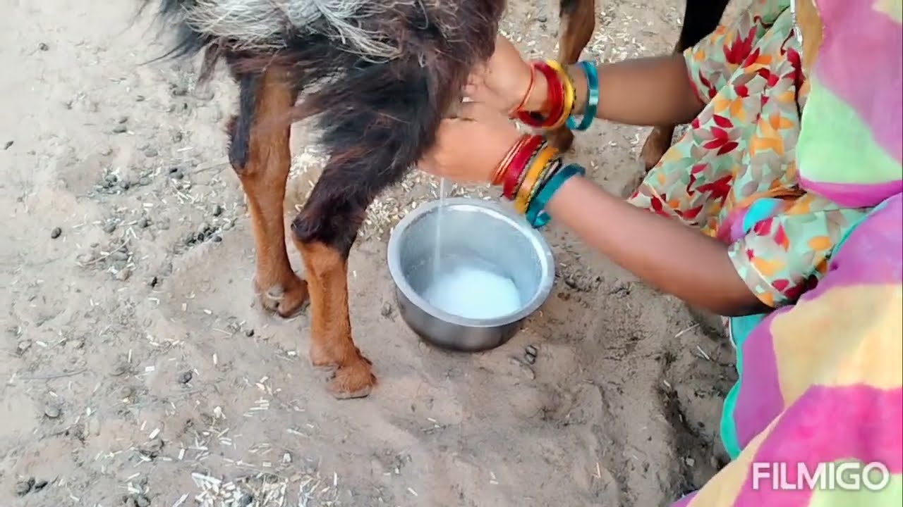 छेरी ( बकरी ) का दूध निकालना सीखें आसानी से.#rajasthanvillagelife #bakrikadudh #villagevlog
