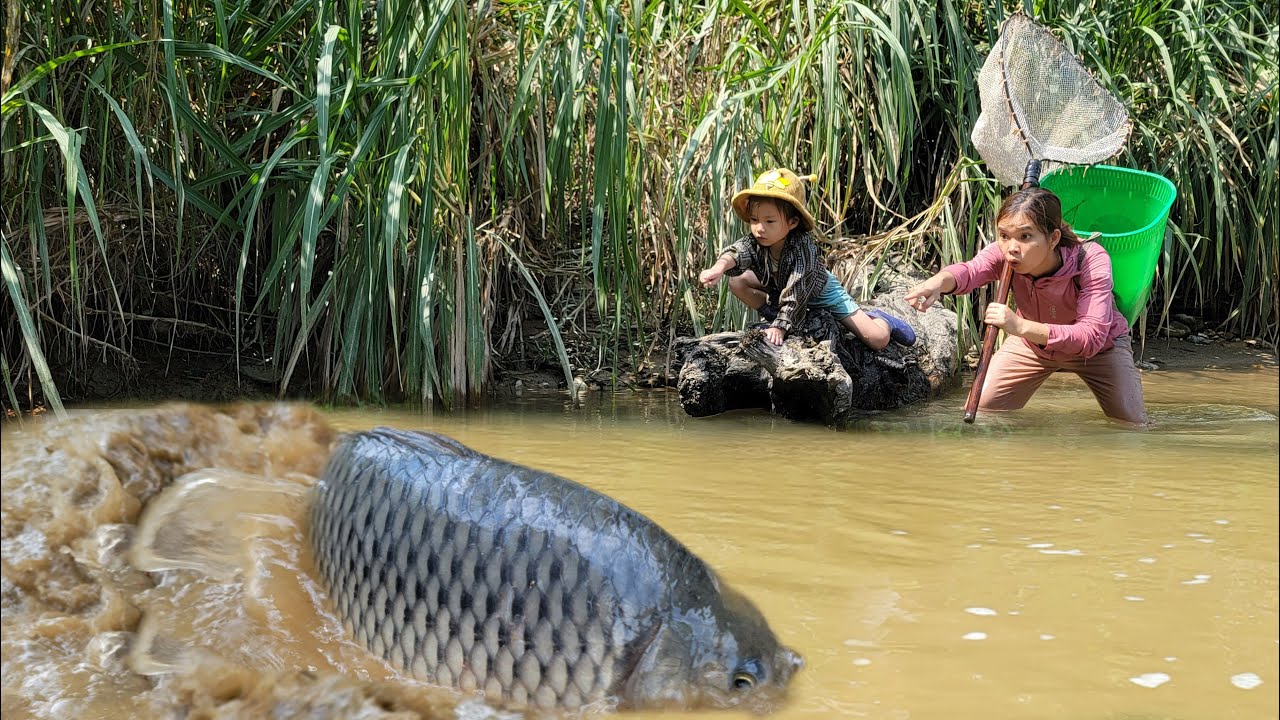 Meet many giant fishes in a puddle. giant catfish. giant fish catching skills