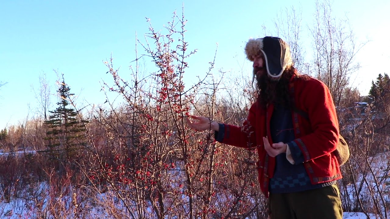 Wild Edible Forgotten Fruit Of Alberta:  Silver Leafed Buffaloberry AKA Bullberry