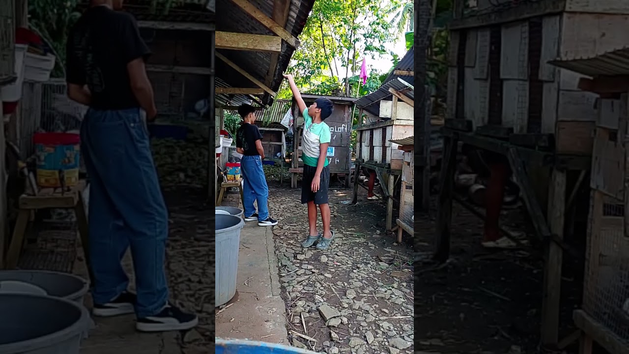 Update sa mga alaga Kong kalapati 