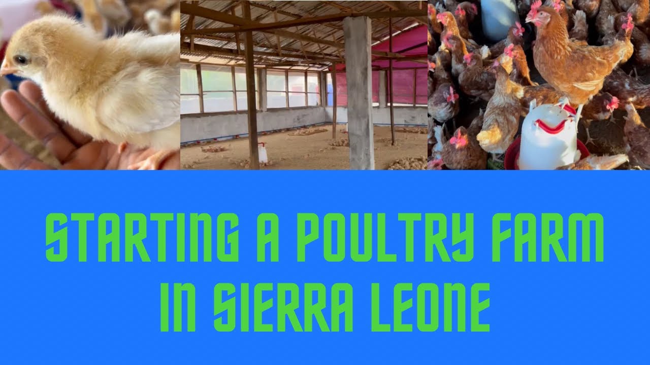 Starting a Poultry Farm in Sierra Leone, West Africa