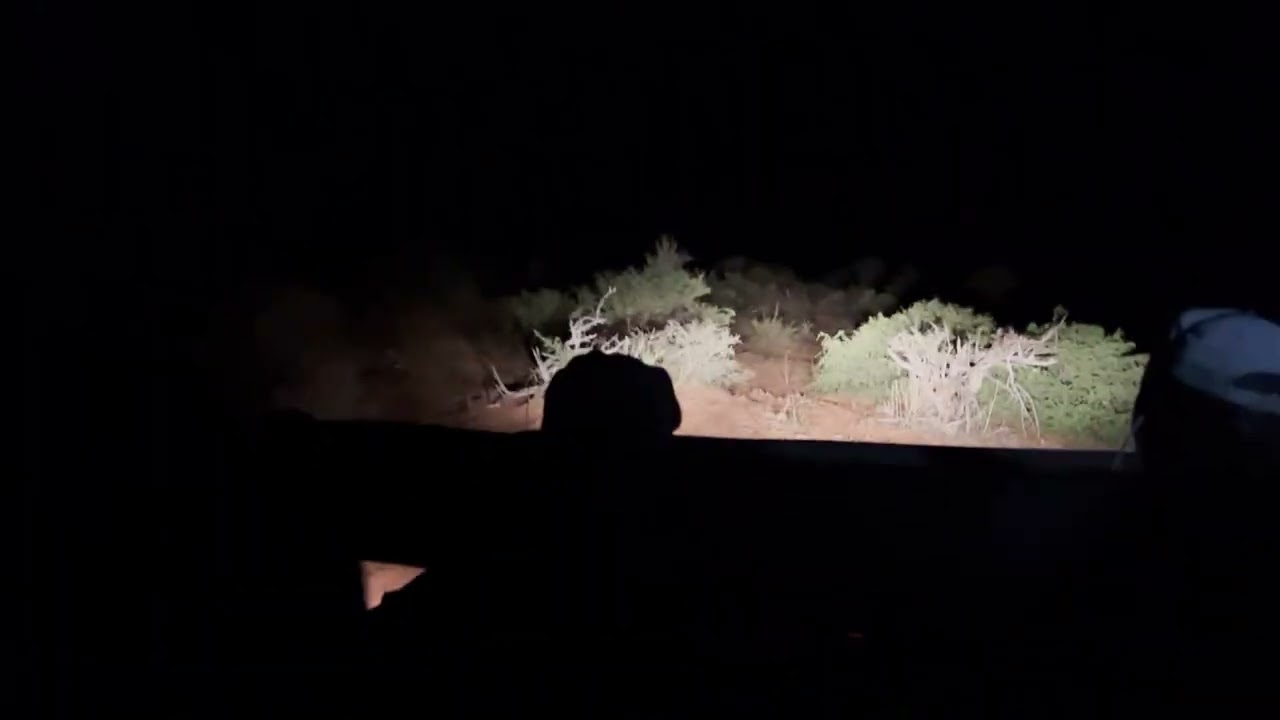 Night game drive.