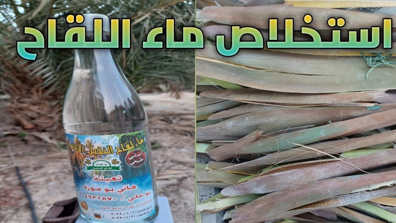 ماء لقاح النخيل  ( الفوائد _ طريقة الاستخلاص )