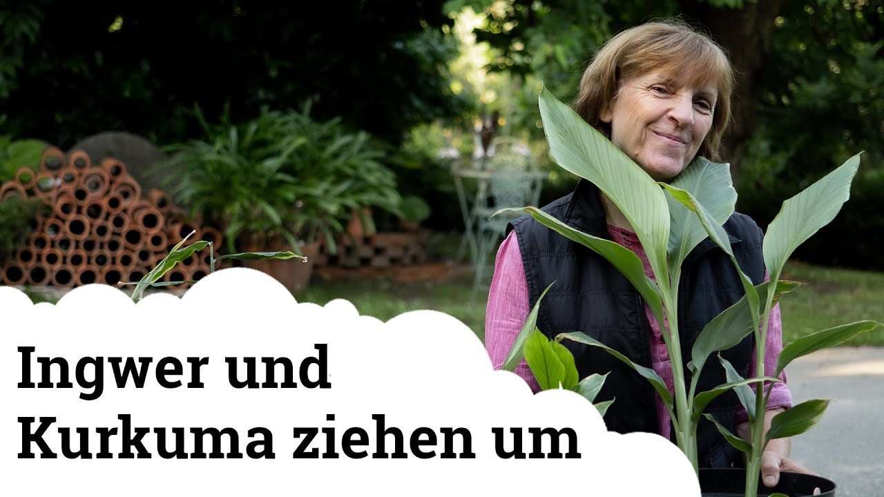 Ingwer und Kurkuma ziehen ins Hochbeet um 🌱