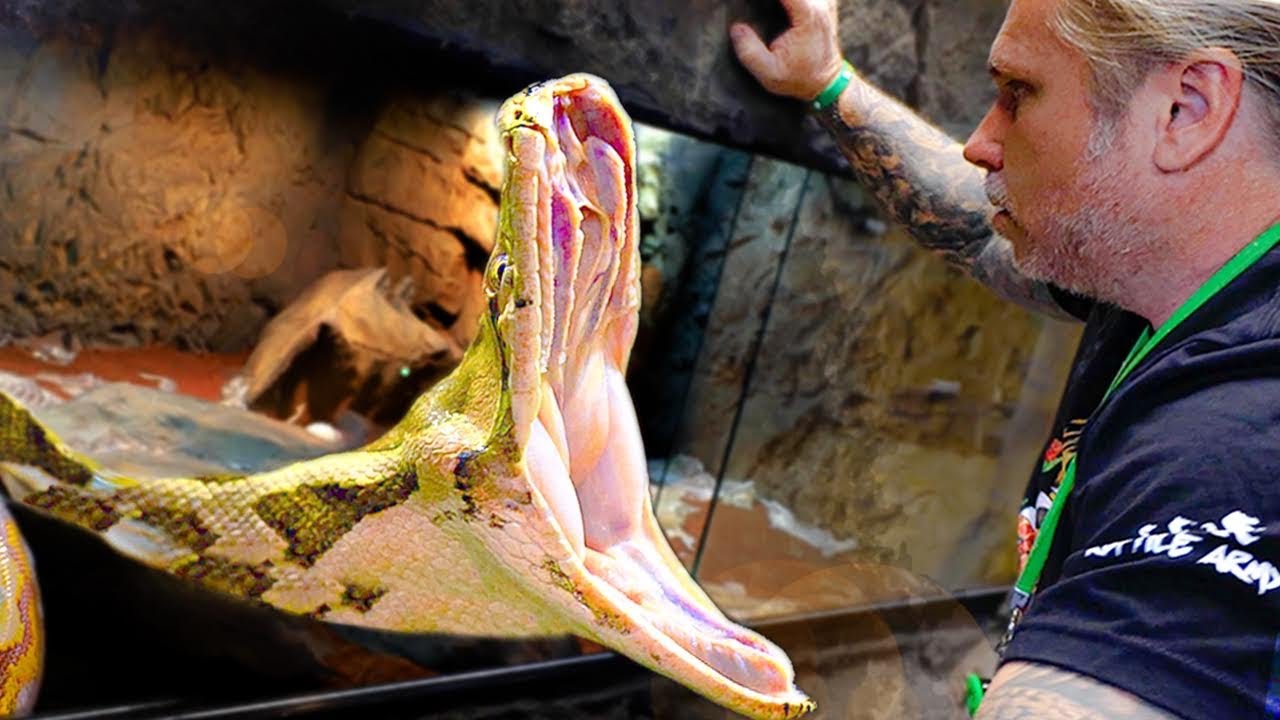GIANT SNAKE GOES NUTS!! BITES ME!! | BRIAN BARCZYK