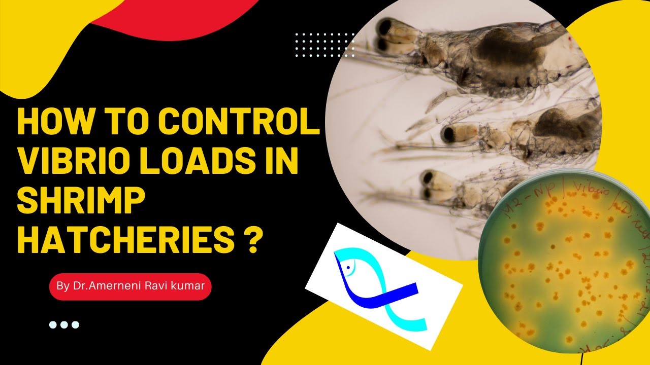 How To Control Vibrio Loads In Shrimp Hatcheries ? (Telugu)