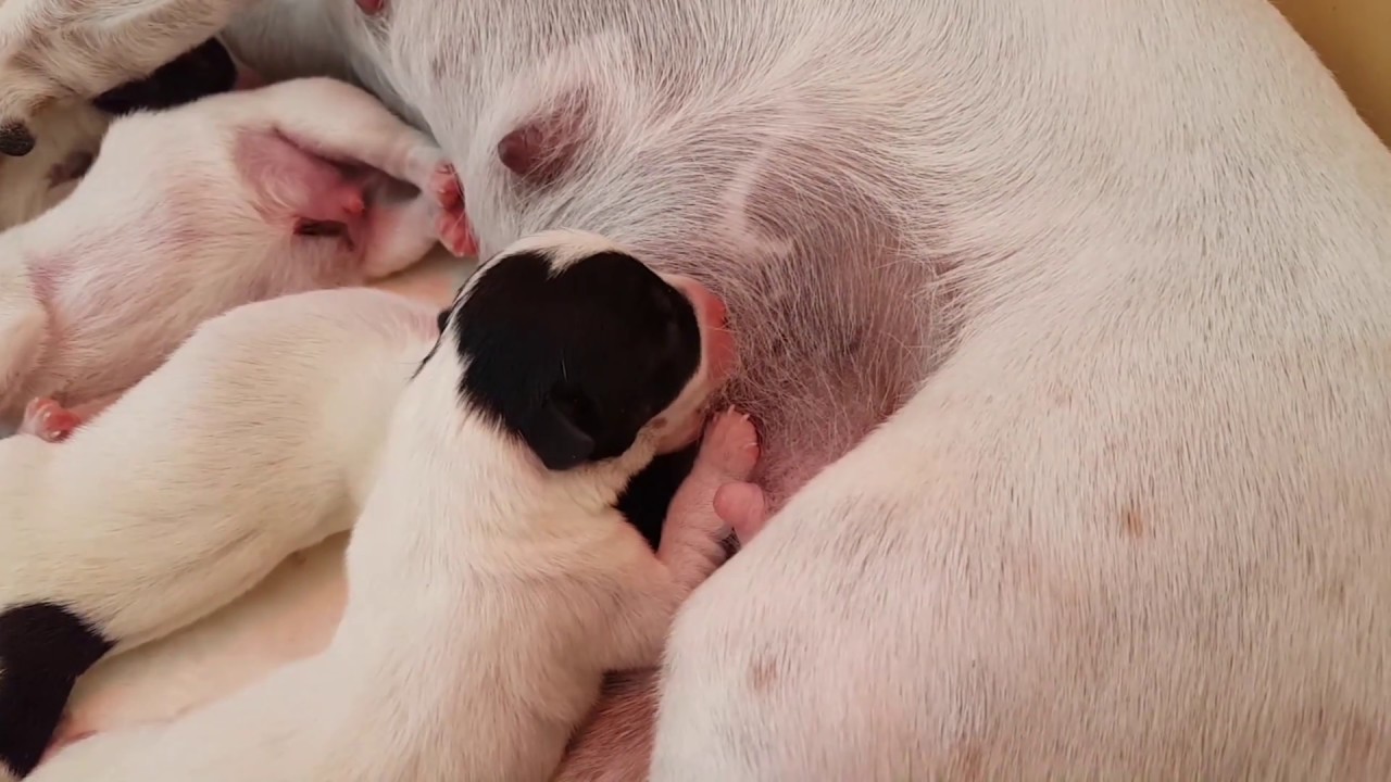 Parto Jack Russell Terrier Angie 24 dicembre 2016 - 5 cuccioli