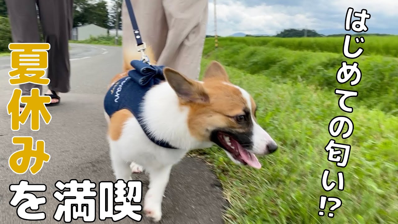 ちょポだコーギー千代「帰省② / Homecoming part2」【ポメコギ】