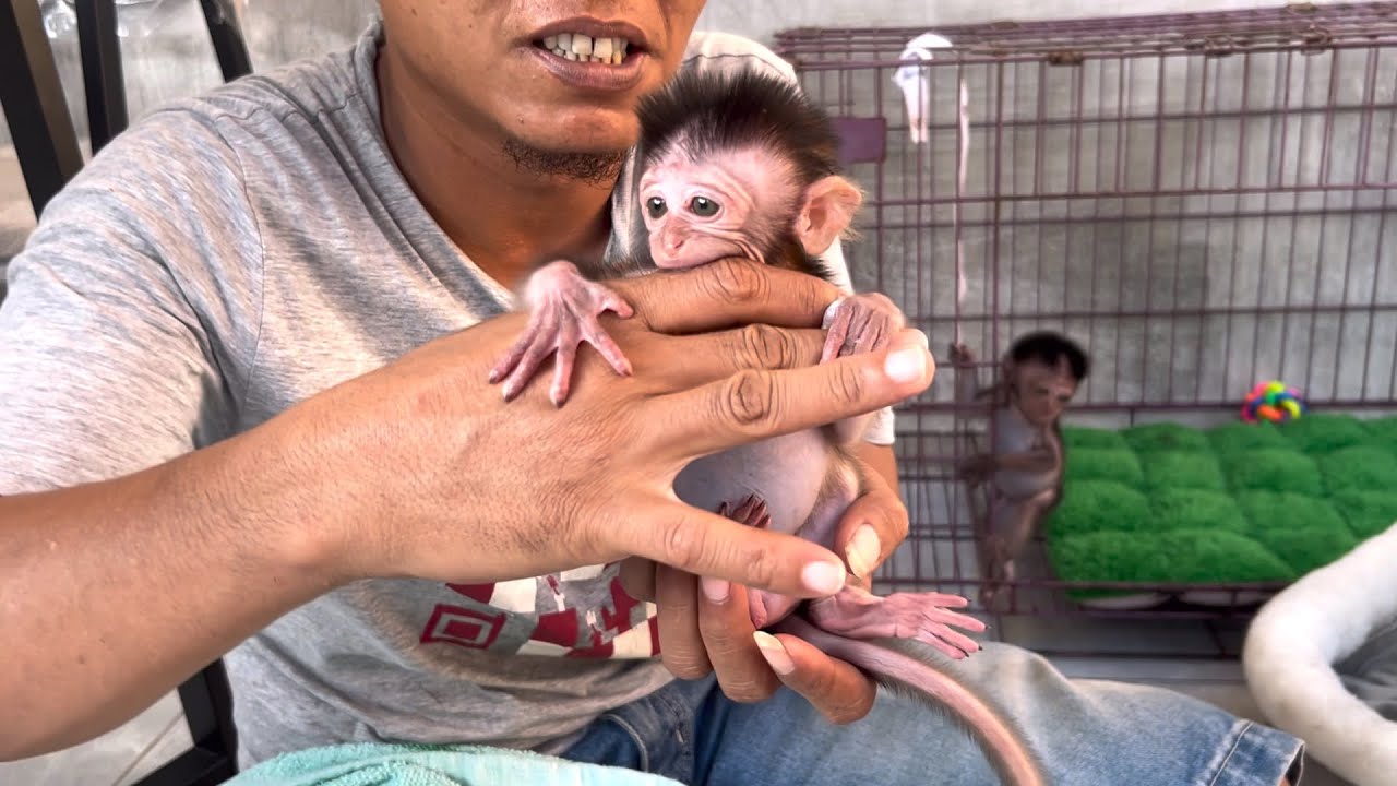 Wow, baby monkey Wili bit my hand. Is Wili teething?