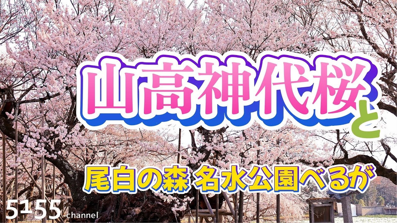 #20 「山高神代桜」と「べるが」と「忘れ物」～ フリードプラスで車中泊＆キャンプを楽しむ 2025 ～