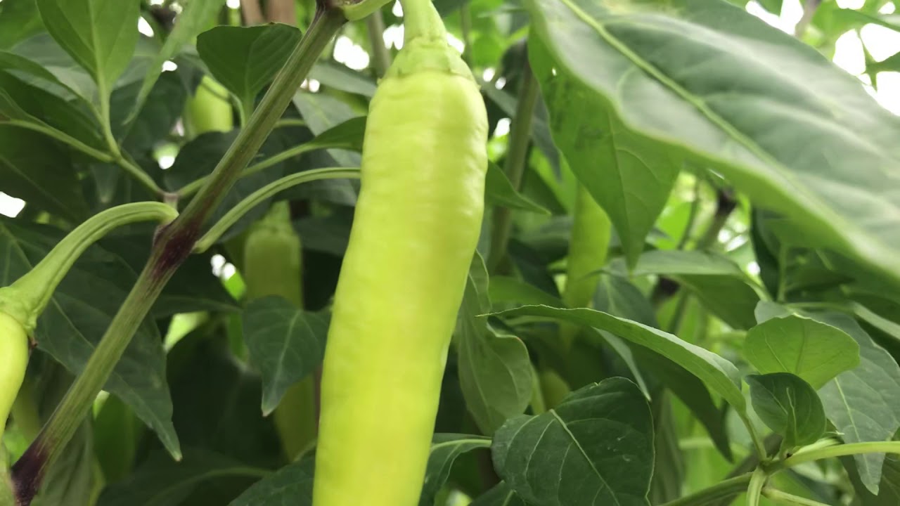 Ớt sừng v&agrave;ng ch&acirc;u phi n&ecirc;n hay kh&ocirc;ng n&ecirc;n bẻ ch&egrave;o gốc