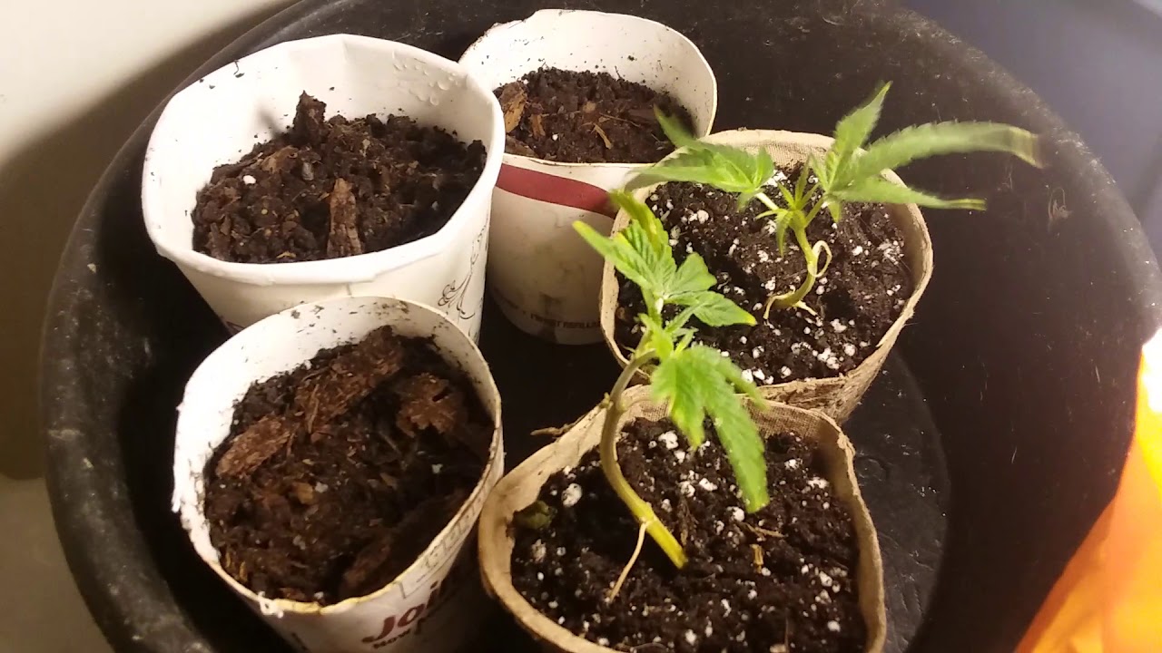 Poormans grow