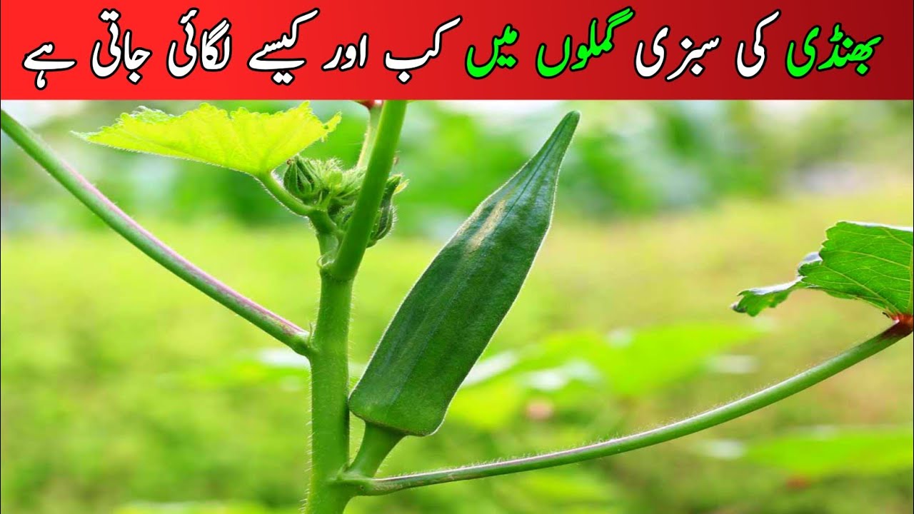 How to grow okara|gamlon mein lady finger grow Karne ka tarika