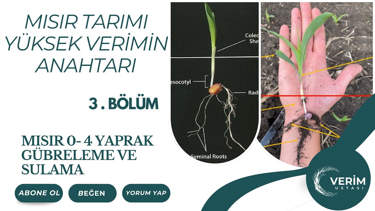 MISIR TARIMI YÜKSEK VERİMİN ANAHTARI 3 .BÖLÜM MISIR 0 - 4 YAPRAK DÖNEMİ GÜBRELEME VE SULAMA