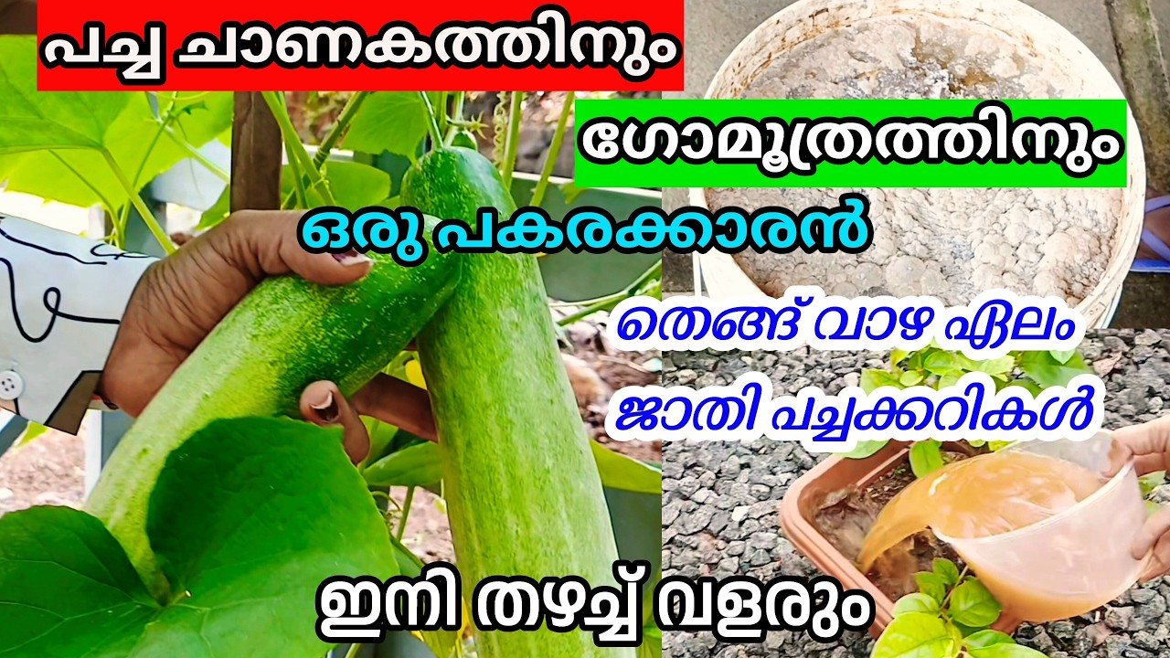ഒരു രൂപ ചെലവില്ലാതെ ഏത് കൃഷിക്കും ഒരു ഉത്തമ ജൈവവളം | How To Make Jeevamrutham | Krishi | Malayalam