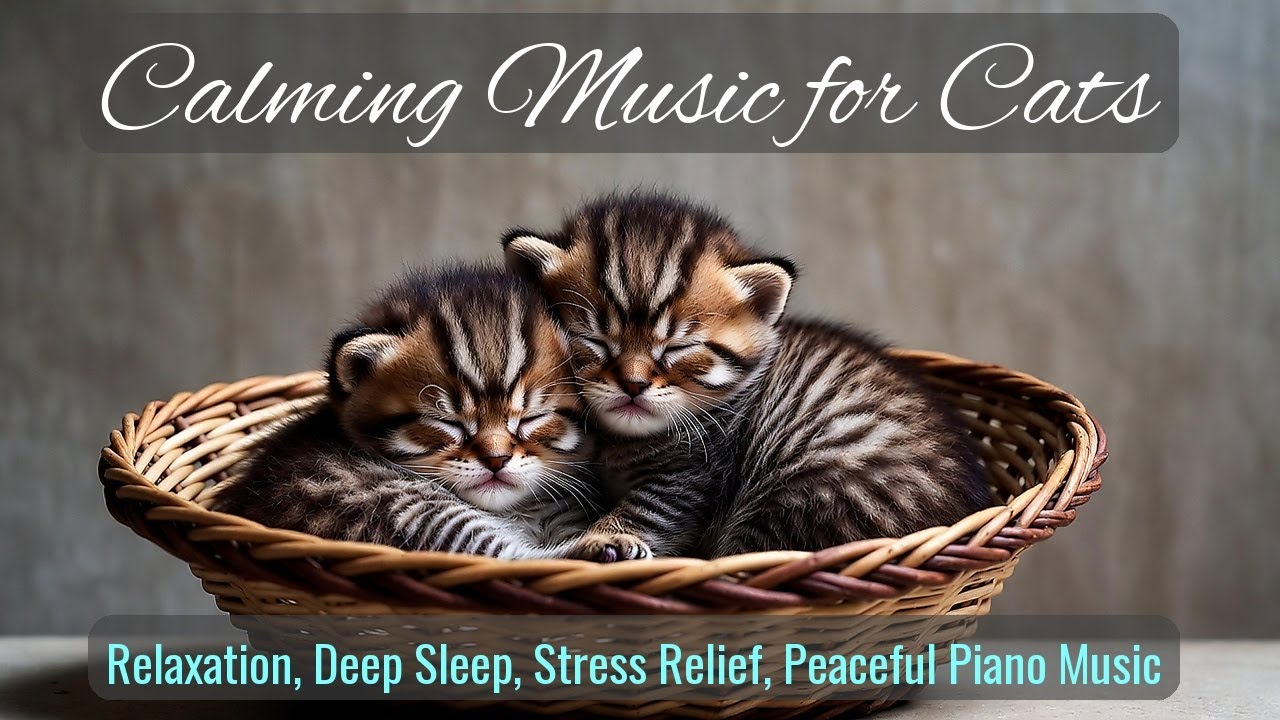 LIVE Adorable Kitten Nap for Stress Relief 😴 | Season 28