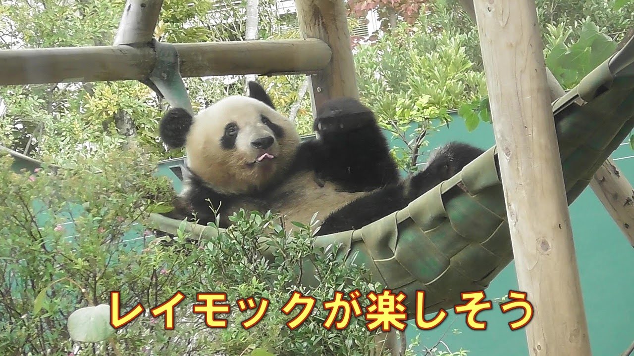 10/22レイレイハンモックの中で機嫌よく遊んでるgiantpanda @tokyo 上野動物園