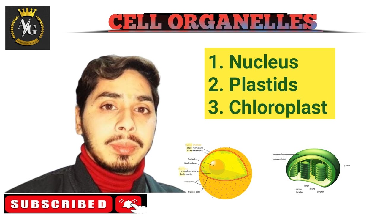 Cell Organelles | Nucleus | Plastids | Chloroplast ||•● Explain with Diagram ||