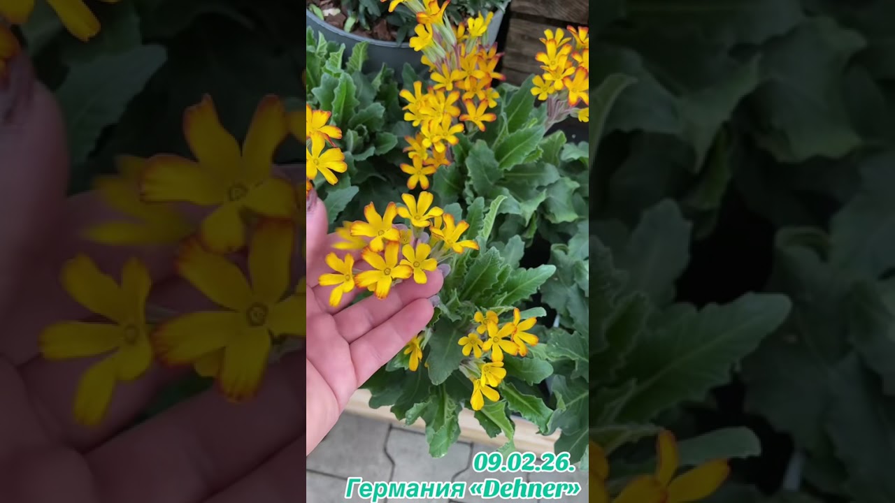 9 февраля 2026 г.