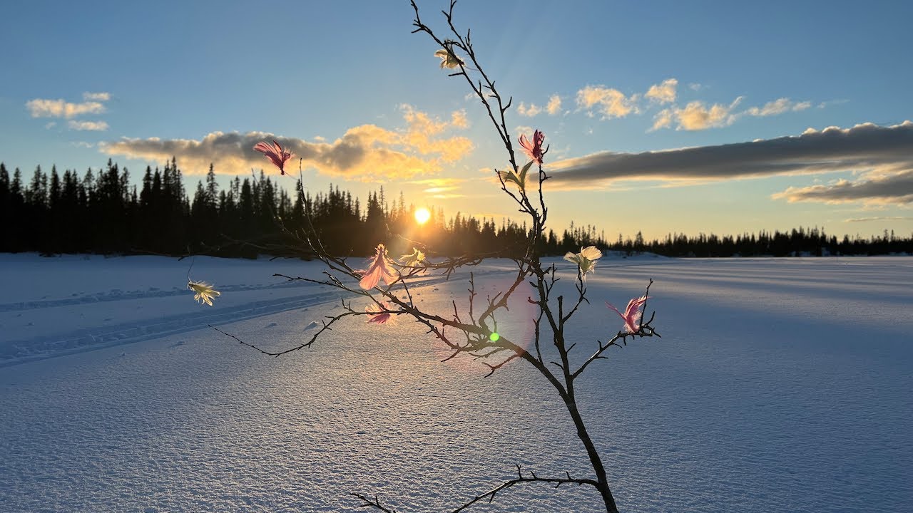 Öringfiske i Jämtland - Påskveckan 2022