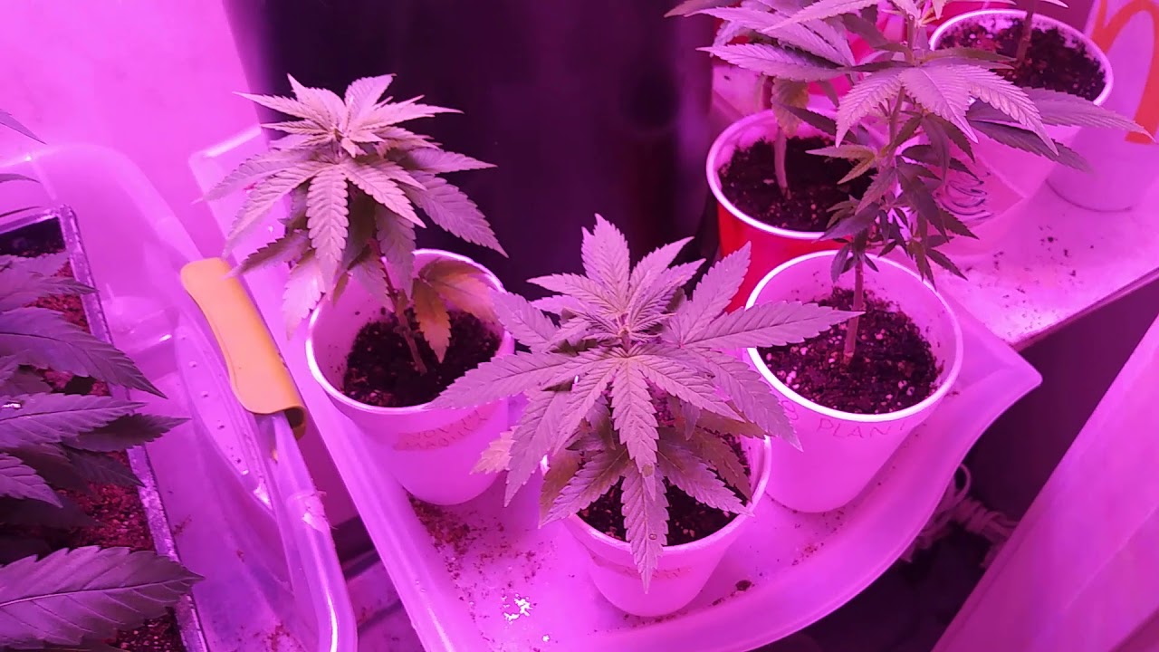 Indoor Cannabis Garden: veg closet B 12/21