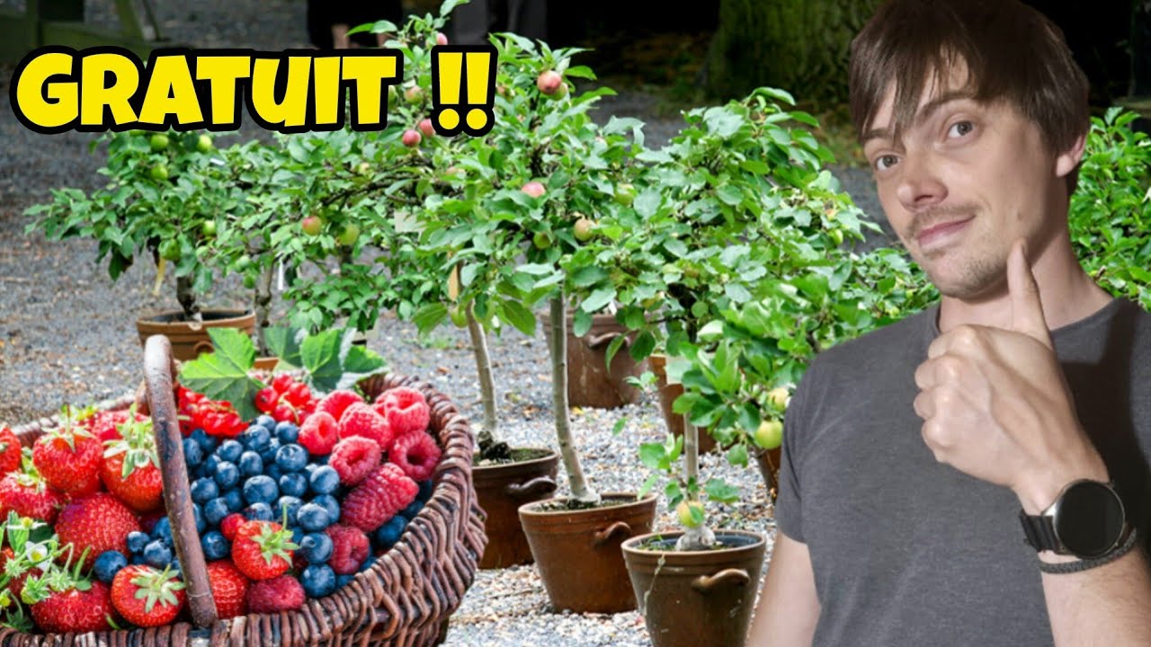 Comment avoir des petits FRUITIERS GRATUITS en illimité