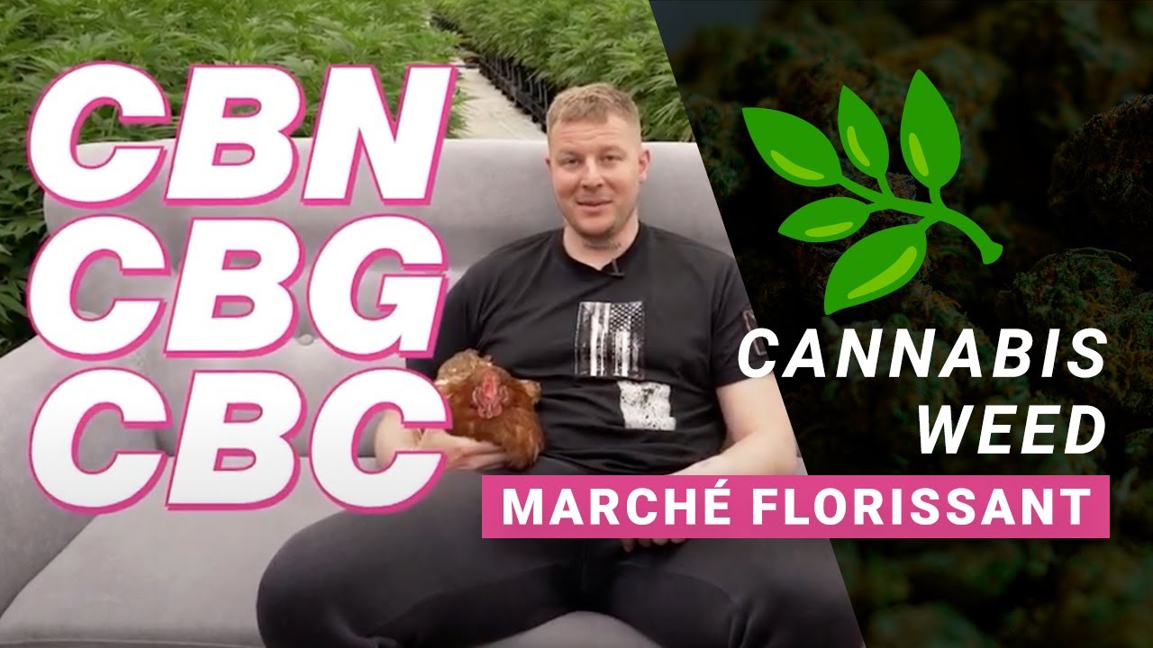 Cannabis, Weed, CBD   les dessous d'un march&eacute; florissant